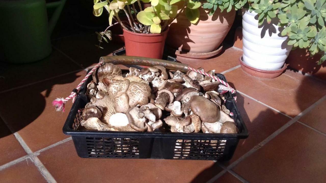 Arroyo Milano Casa Rural Maello Kültér fotó
